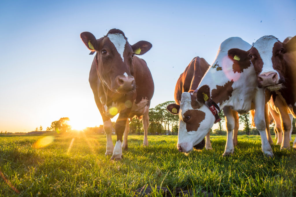Cows